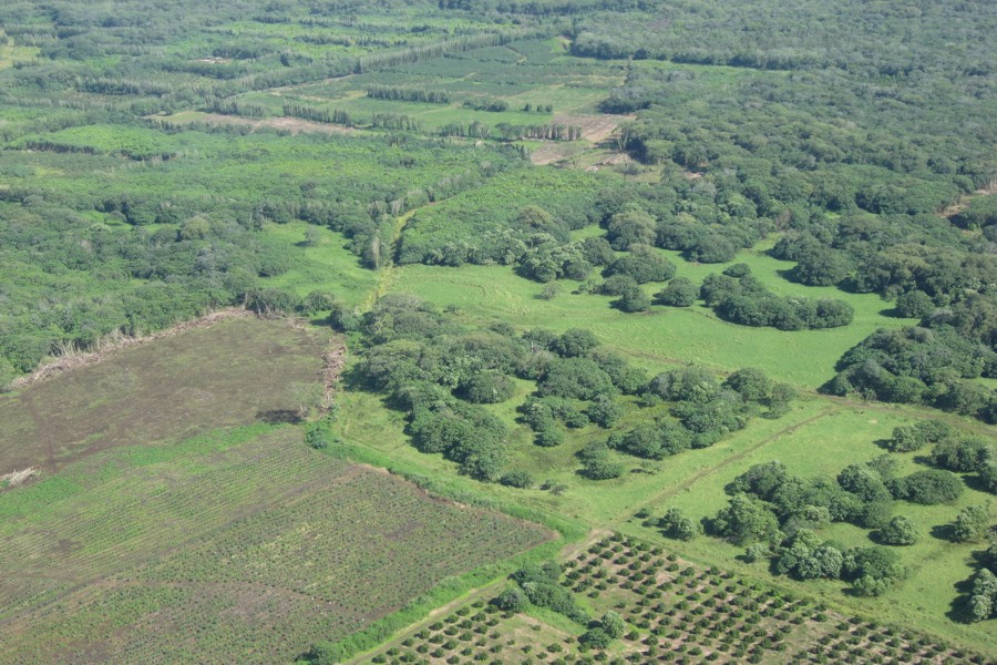 ../image/big island spectacular macadamia nut farm 2.jpg